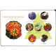 Verbena & Leongrass Aroma Oil (Maya) - 30ml.