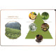 Green Tea Aroma Oil (Maya) - 30ml.