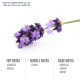 Lavender Aromatherapy Reed Diffuser (Siam Aroma) -  50 ml.